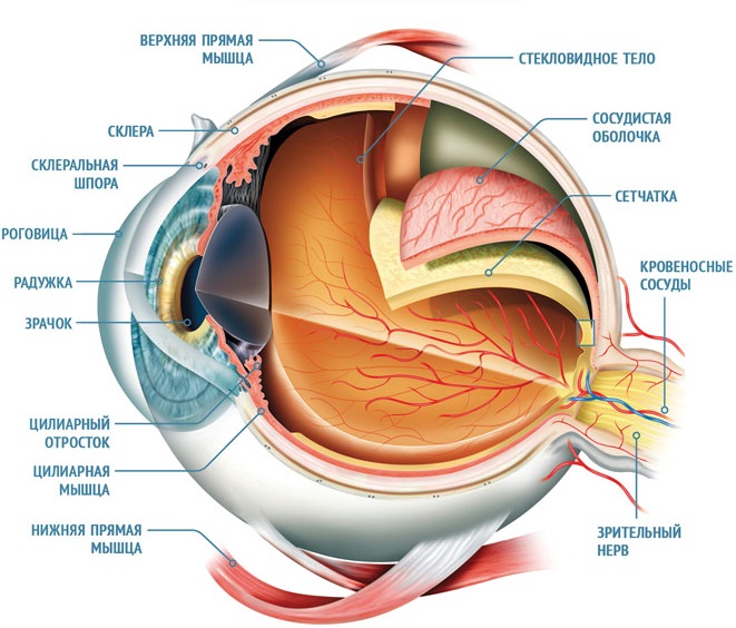 Как работает глаз человека?
